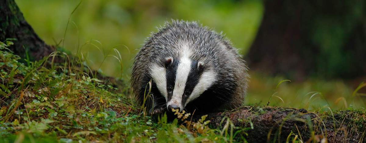 Badger Trust West Sussex group