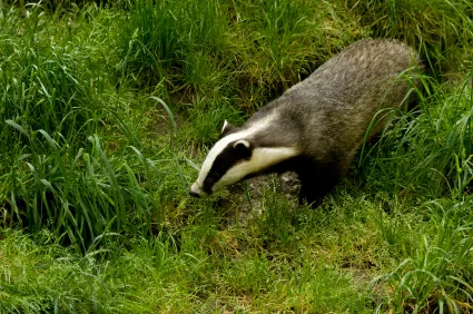 Badgers West Sussex