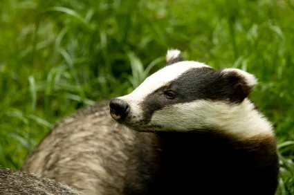 Badgers West Sussex