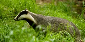 Badgers West Sussex