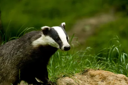 Badgers West Sussex